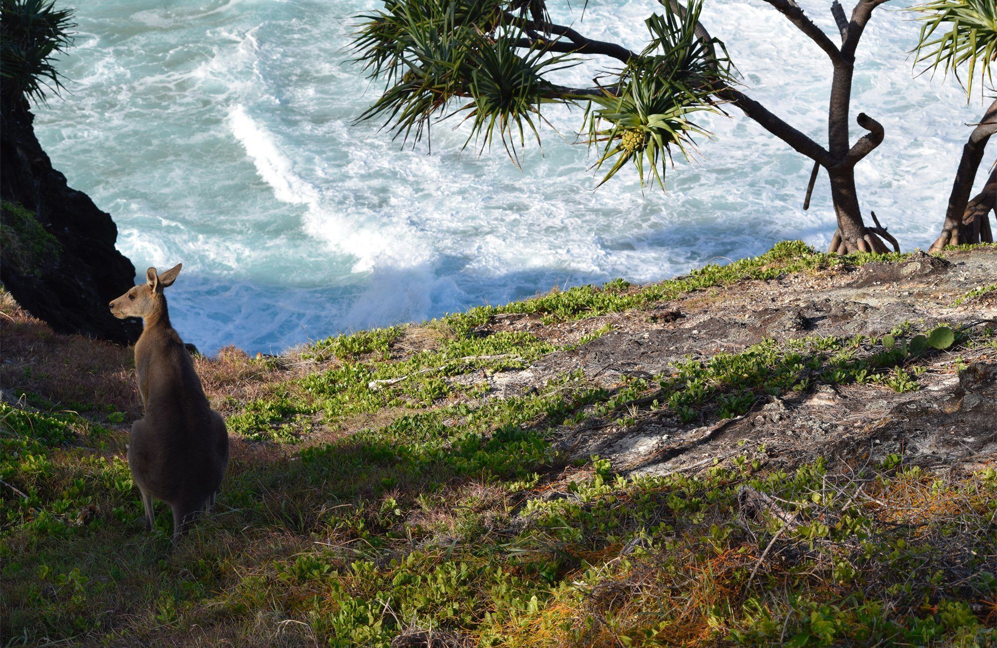 10 coisas que precisa de saber sobre a Ilha Kangaroo