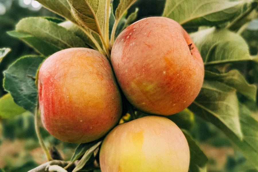 10 razões para consumir produtos biológicos