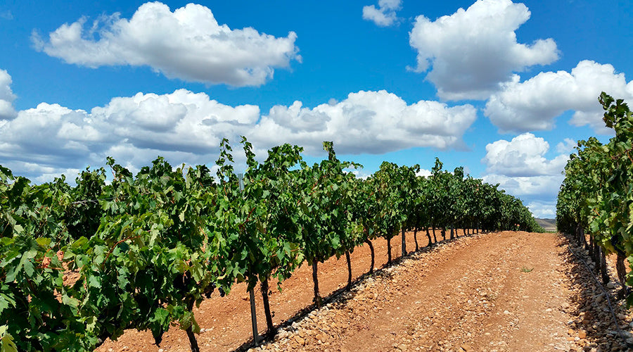 La Rioja, a terra do vinho